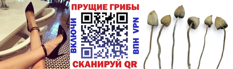 Галлюциногенные грибы Psilocybe магазин Жуковский